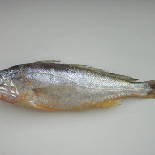 whole yellow croaker gulbi partially dried