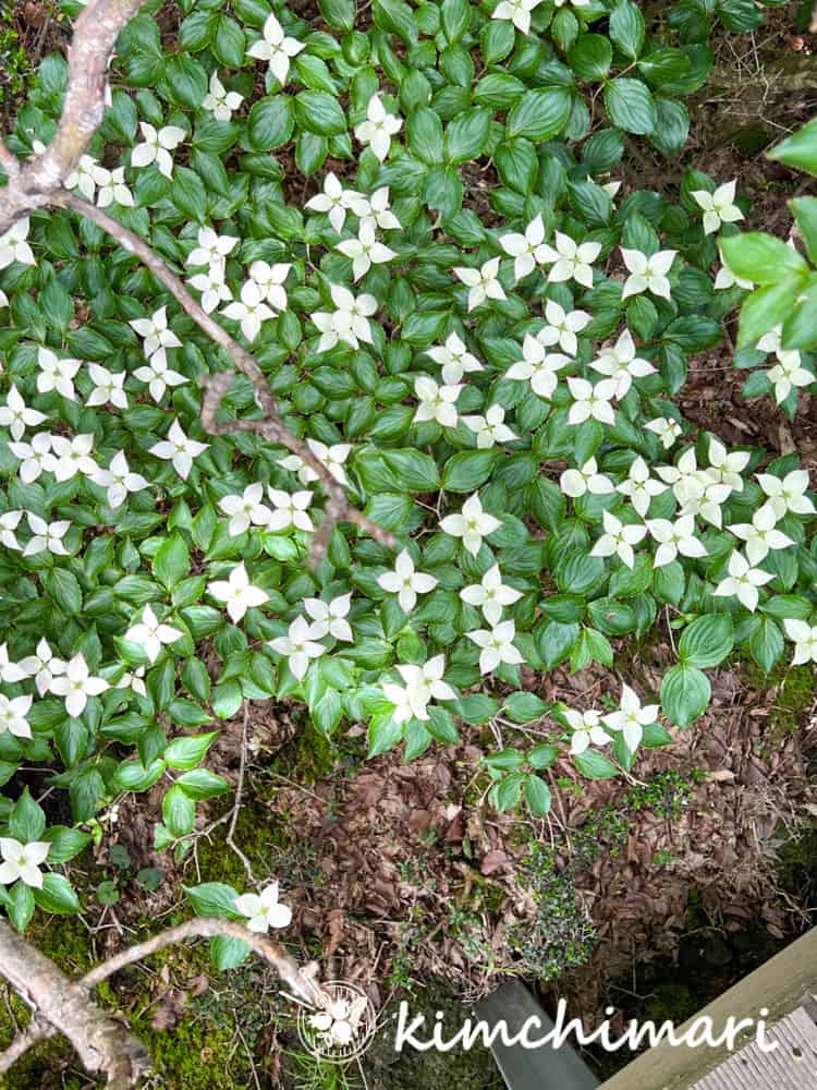 1000 highland ecological swamp white wildflowers