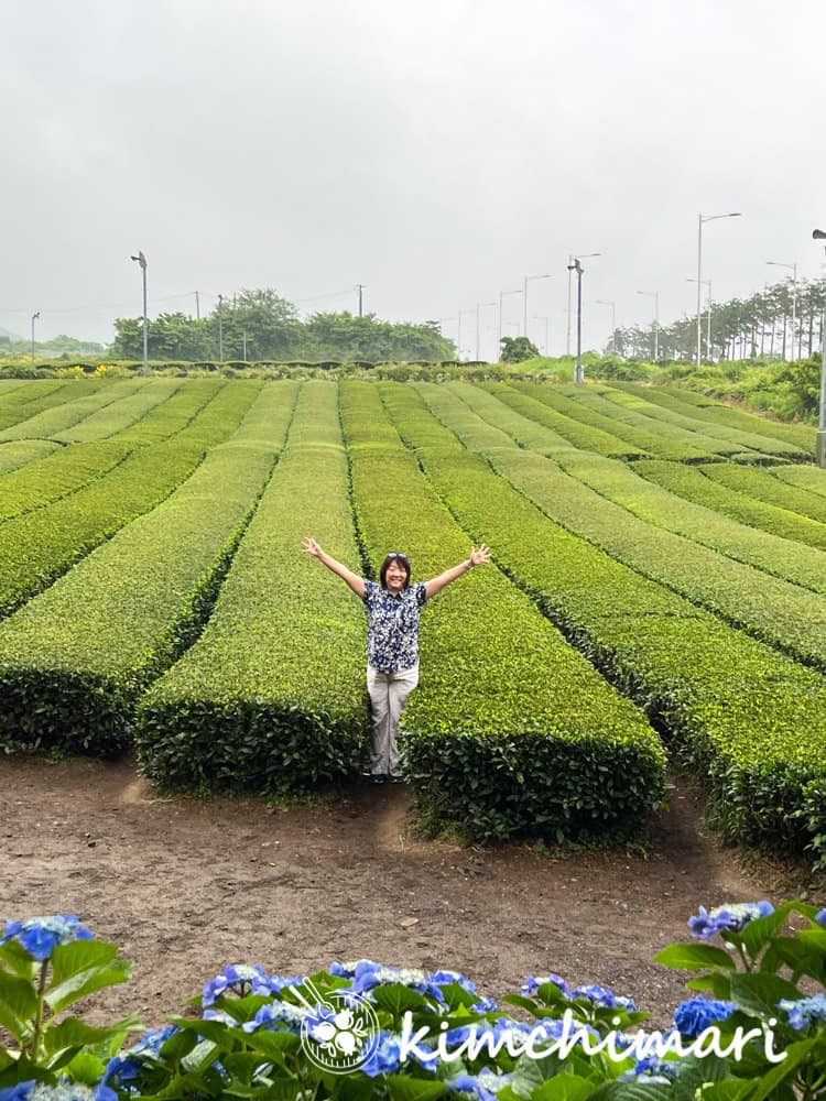 tea garden at jeju osulluc tea museum