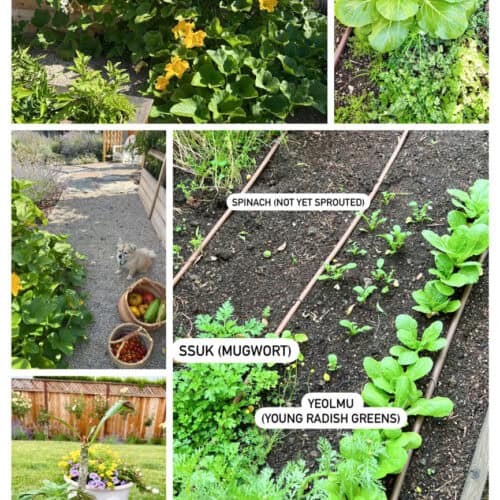 collage of korean vegetables growing in garden