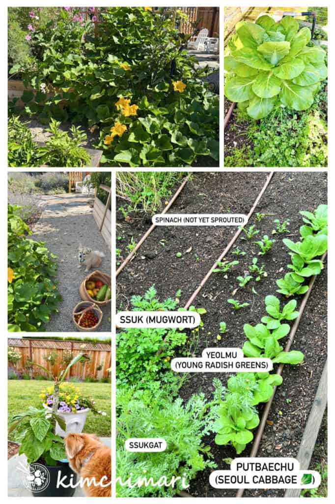 collage of korean vegetables growing in garden