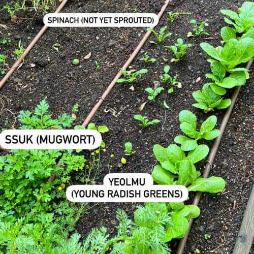 korean vegetable seedlings in the garden